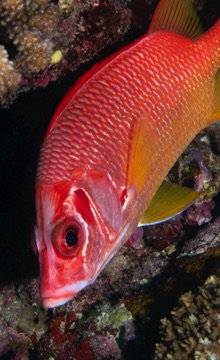 Soldier Fish
